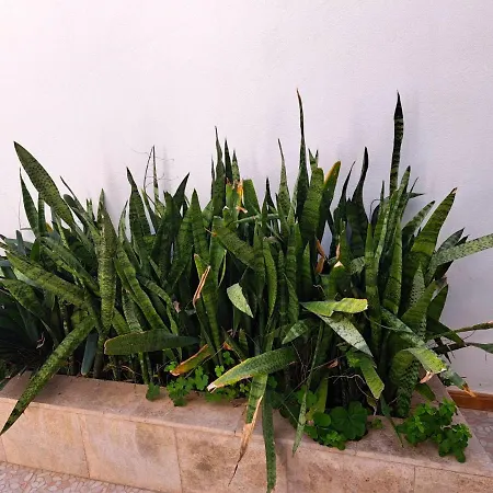 El Rinconcito De Noa Apartment